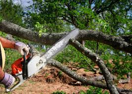 County Center, VA Tree Removal and Landscaping Services Company